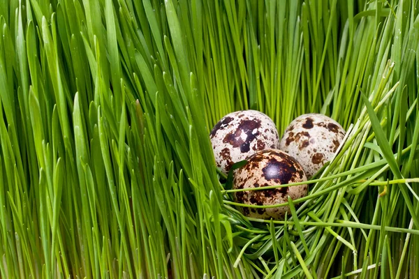 Ninho com três ovos de codorna — Fotografia de Stock