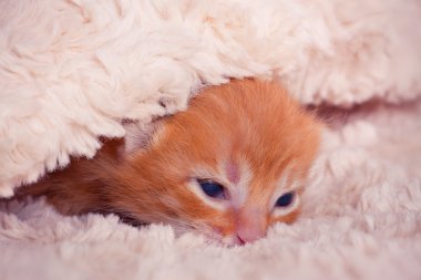 Newborn red kitten clipart