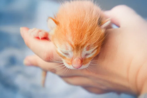 Nowo narodzony Kotek — Zdjęcie stockowe