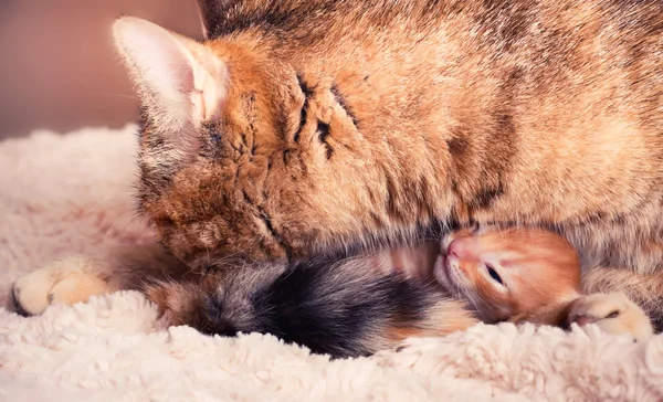 Nyfödd kattunge med mamma — Stockfoto
