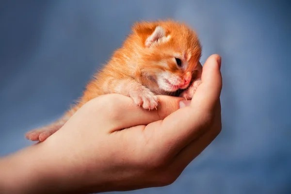 Newborn kitten — Stock Photo, Image