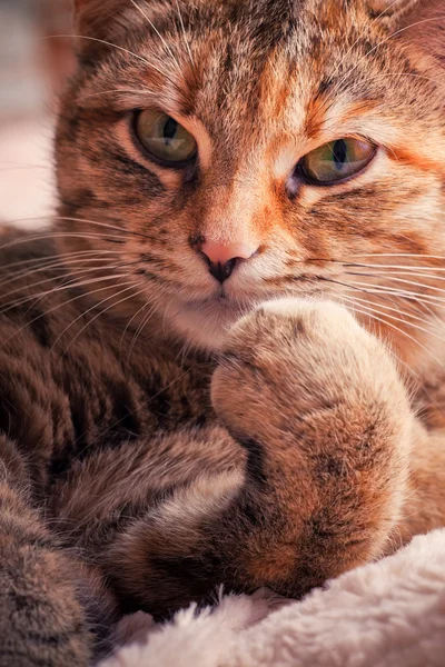 Γάτα Τάμπι πορτρέτο — Φωτογραφία Αρχείου