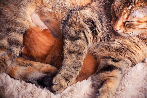 Nowo narodzony Kotek z matka — Zdjęcie stockowe