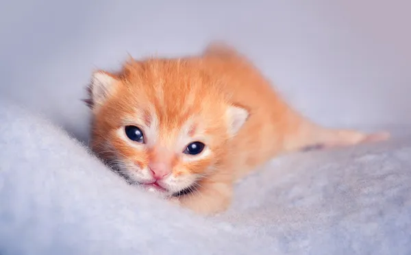 신생아 빨간 고양이 — 스톡 사진
