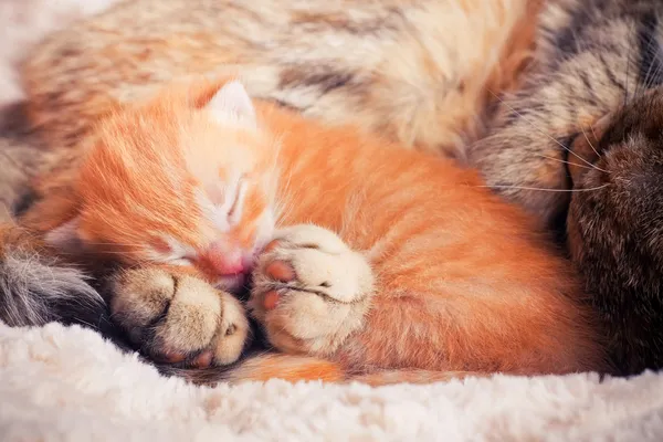 Novorozené kotě s matkou — Stock fotografie