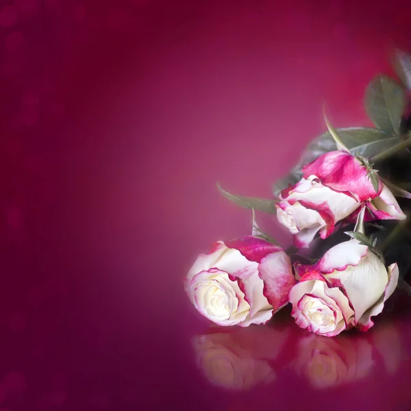 Biały i różowy róż — Zdjęcie stockowe