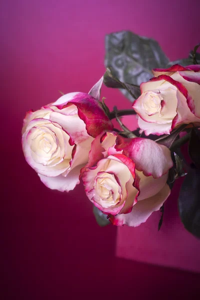 白とピンクのバラ — ストック写真