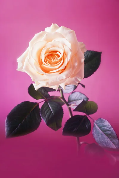 Róża krem — Zdjęcie stockowe