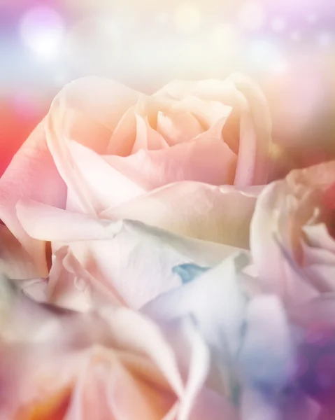 Krem róż — Zdjęcie stockowe