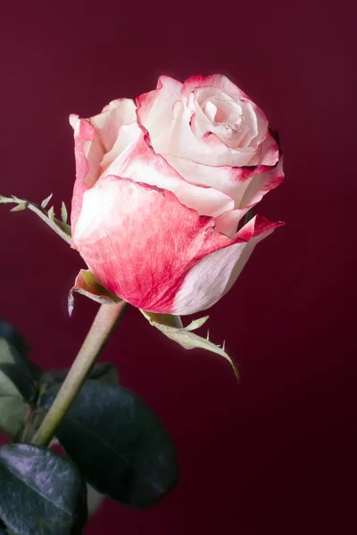 Bílá a růžová růže — Stock fotografie
