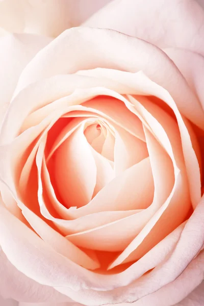奶油玫瑰背景 — 图库照片