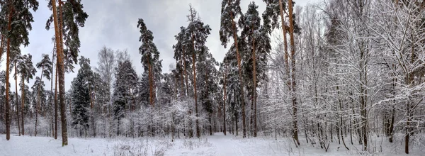 Зимняя панорама — стоковое фото
