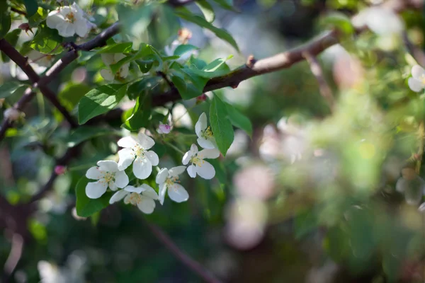 Blossom pear — Stock Photo, Image