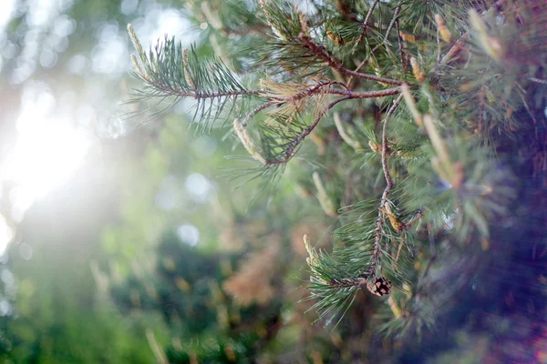 stock image Pine branch