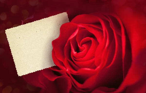 stock image Red rose