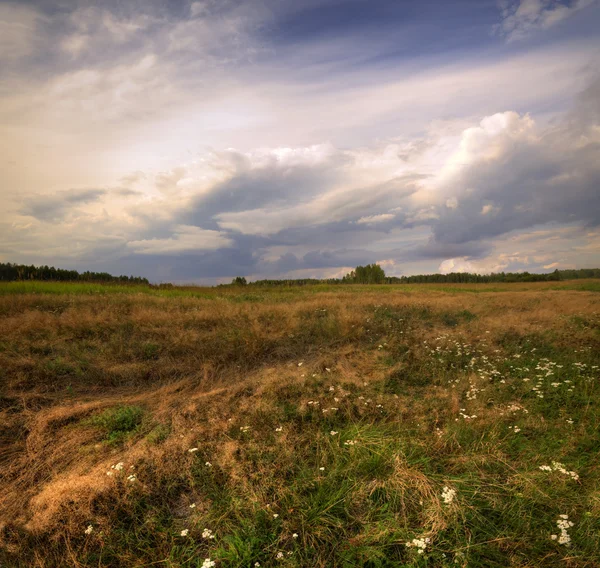 Winderig veld — Stockfoto