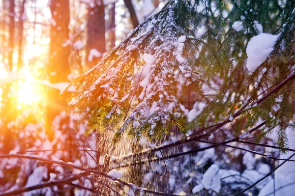 Ялинова гілка з падаючим снігом — стокове фото
