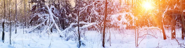 Panorama foresta invernale — Foto Stock