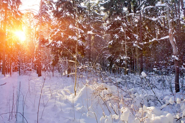 Floresta de Inverno — Fotografia de Stock