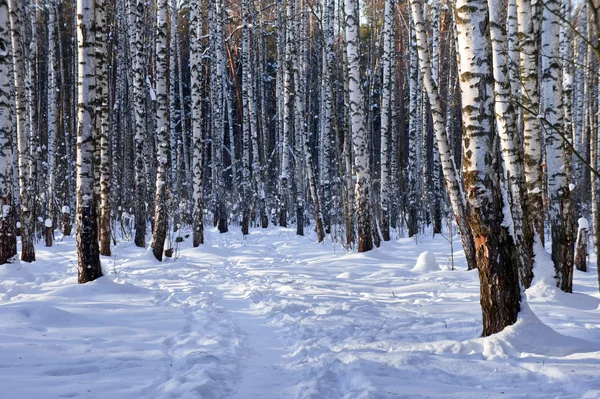 Winter berk grove — Stockfoto