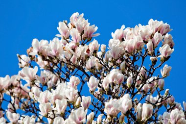 Flowers of Magnolia soulangiana clipart