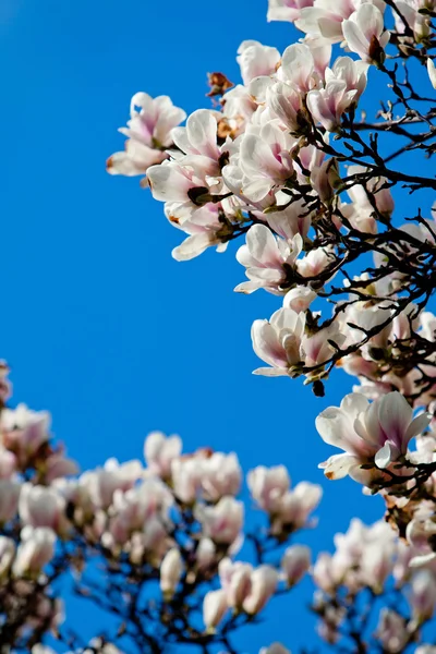 Flowers of Magnolia — Stock Photo, Image