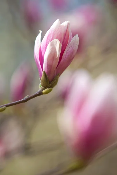 stock image Flowers of Magnolia soulangiana