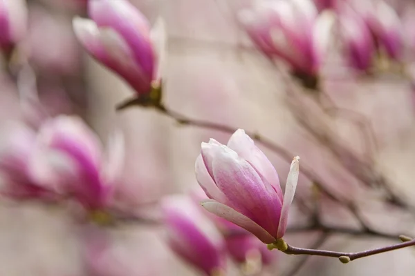 Flowers of Magnolia soulangiana — Stock Photo, Image