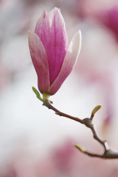 Flowers of Magnolia soulangiana — Stock Photo, Image