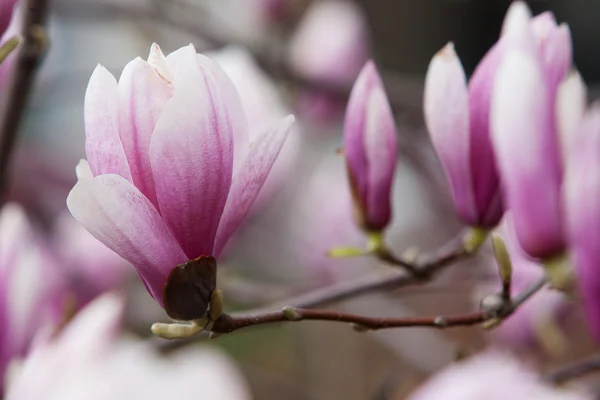 stock image Flowers of Magnolia soulangiana