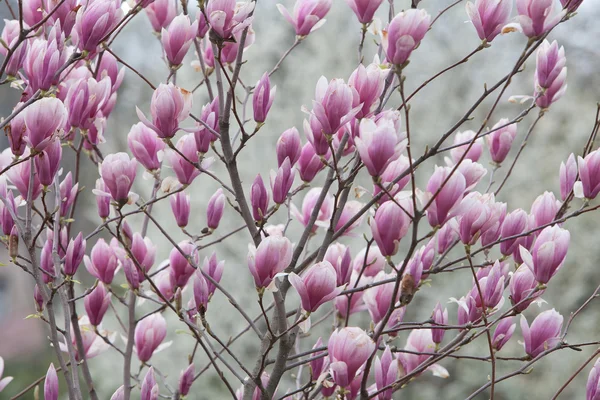 stock image Flowers of Magnolia soulangiana