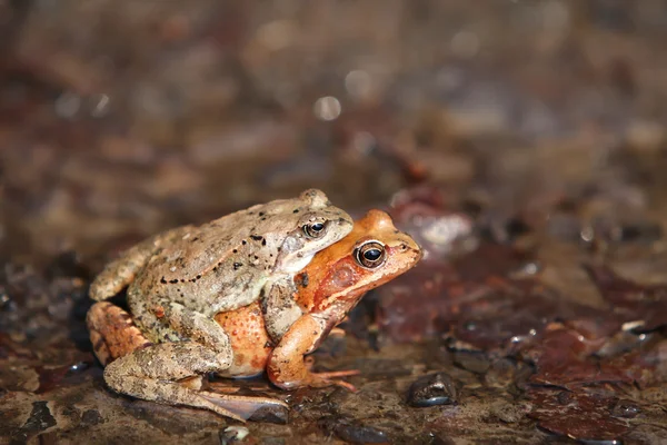 Dwie żaby — Zdjęcie stockowe
