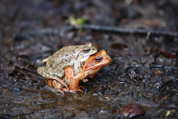 Dwie żaby — Zdjęcie stockowe
