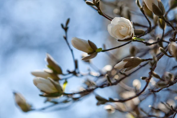 Blossom of Magnolia kobus — Stock Photo, Image