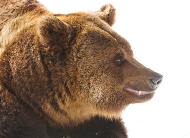 Ayı (Ursus arctos)