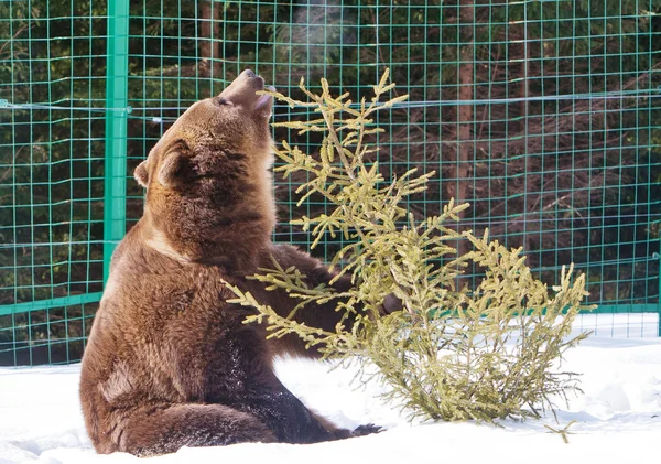 Bear (Ursus arctos) — Stock Photo, Image