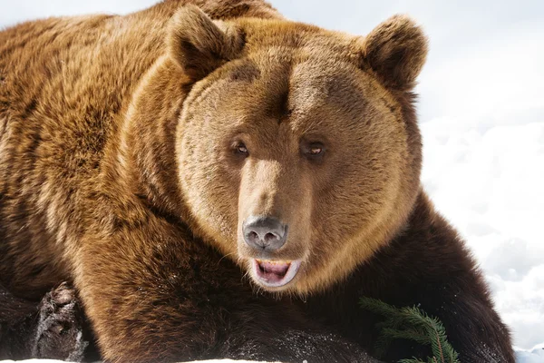 Medve (Ursus arctos) — Stock Fotó