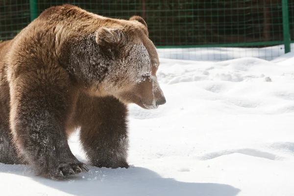 Bear (Ursus arctos) — Stock Photo, Image
