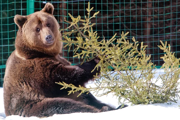 Medve (Ursus arctos) — Stock Fotó