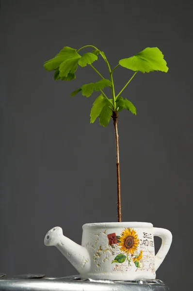 Accueil plante en pot de fleurs . — Photo