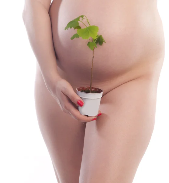 Pregnant woman with young plant — Stock Photo, Image