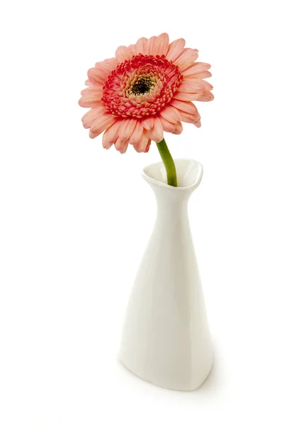 Рожева гербера у вазі на білому тлі — стокове фото
