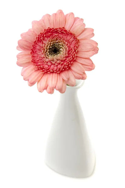 Рожева гербера у вазі на білому тлі — стокове фото
