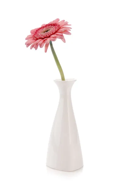 Gerbera rose dans un vase sur fond blanc — Photo