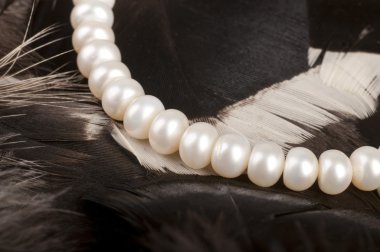 White pearls on feathers clipart