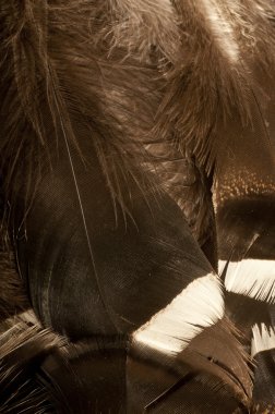 yumuşak doku ile tüy arka plan.