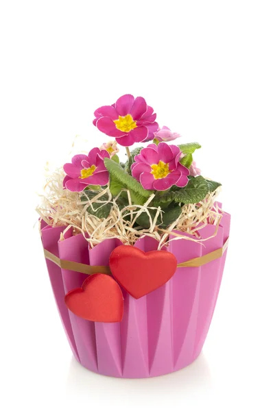 Rosa hermosas flores en una olla decorativa — Foto de Stock