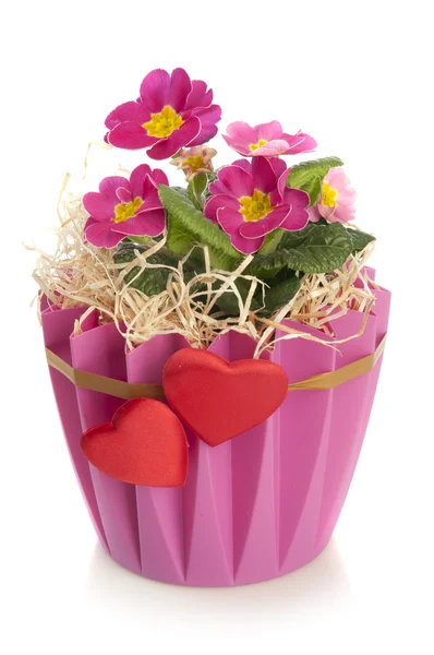 Flores bonitas cor-de-rosa em um pote decorativo — Fotografia de Stock