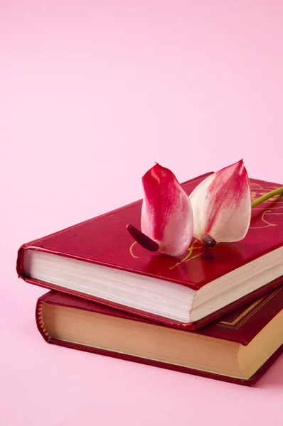 Anthurium rojo en libros — Foto de Stock