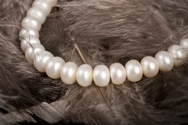 Perlas blancas sobre plumas — Foto de Stock